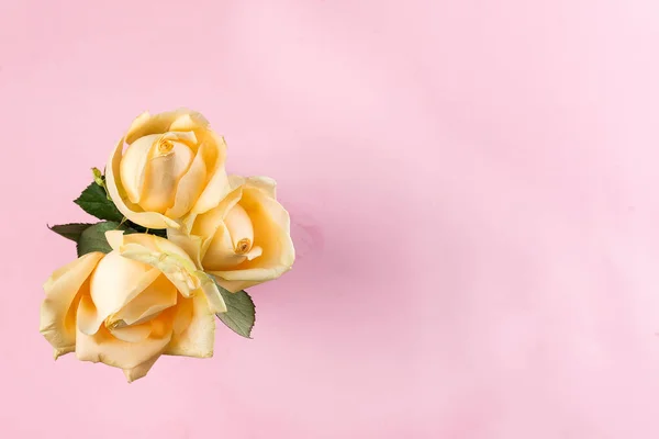분홍색 배경에 고립 된 아름다운 베이지 색 장미, 평평한 평신도 복사 공간 — 스톡 사진