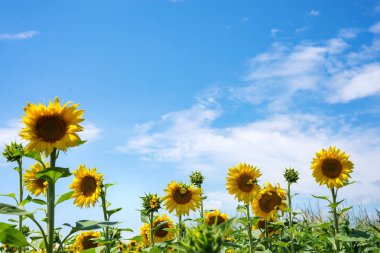 Bulutlu gökyüzü arka plan üzerinde ayçiçeği alanı. Ayçiçeği tarla sahnesi.