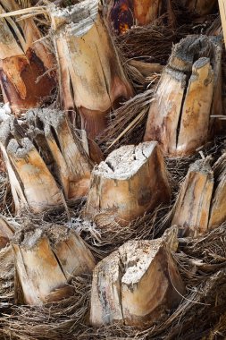 Palmiye kabuğu makro doku. Palmiye ağacı büyük gövde detaylı yapısı arka plan ve kabuk dokusu.