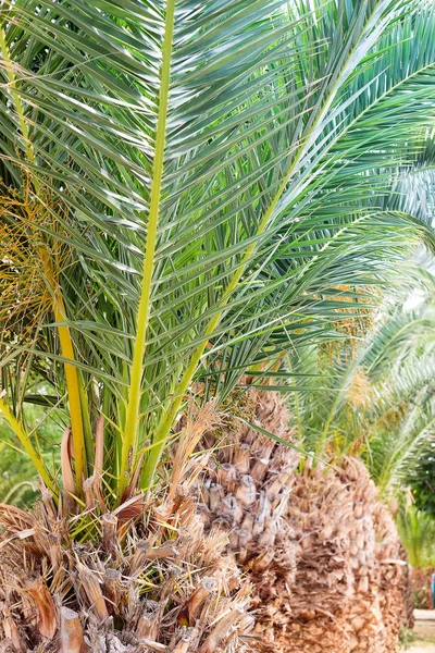 Vista de palmeira, caule e ramos folhas na rua. Fénix canariensis — Fotografia de Stock