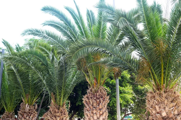 Vista delle foglie di palma, gambo e rami nella strada. Fenice canariensis — Foto Stock