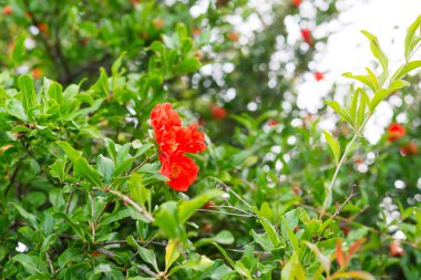 doğa arka planda nar çiçekleri ve yeşil yapraklar
