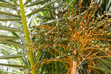 Parlak güneş ışığında güzel hindistan cevizi çiçekleri bir demet gösteren bir Coconut Cocos nucifera ağacının altından görünümü kapatın.