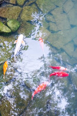 Renkli büyüleyici Koi Carp Balıklar bir taş alt ve mavi su ve ağaçların yansıması ile bir gölde hareket