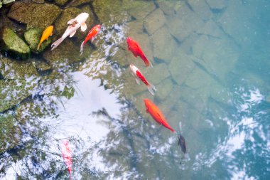 Renkli büyüleyici Koi Carp Balıklar bir taş alt ve mavi su ve ağaçların yansıması ile bir gölde hareket
