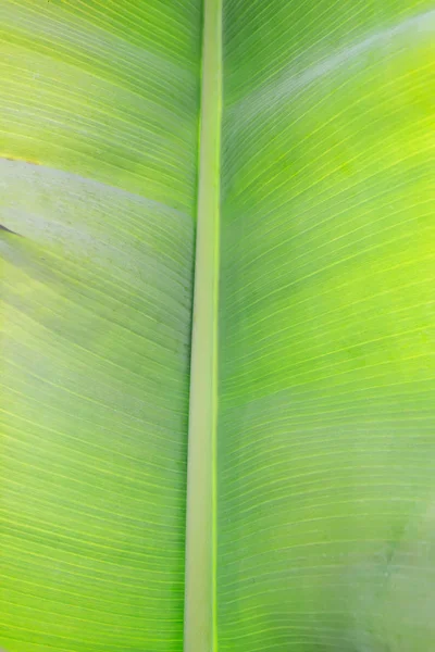 绿香蕉叶背景摘要 — 图库照片