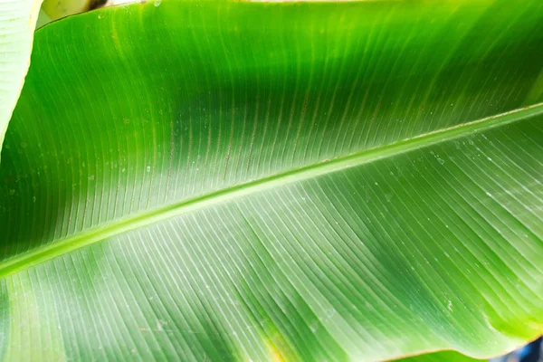 Banana verde folha fundo abstrato — Fotografia de Stock