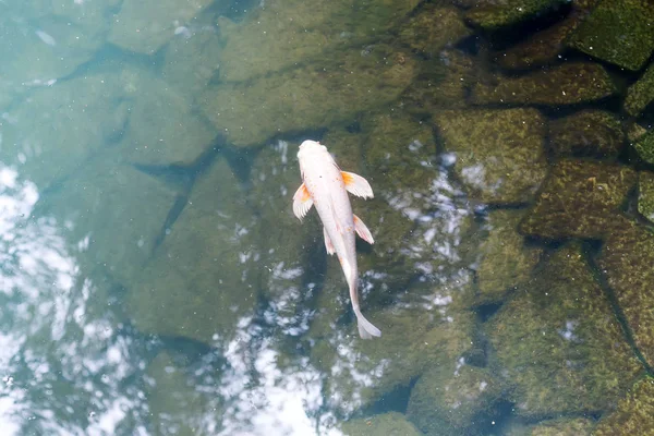 Koi peixe branco em um lago com um fundo de pedra e água azul — Fotografia de Stock