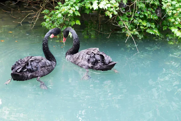 Two black swans float in the lake. Love couple of black swans. Beautiful wildlife concept