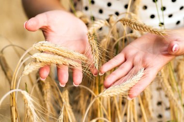 Tarlada yaz aylarında elinde sarı yeşil arpa Spikelets . Sonbahar a ve hasat zamanı