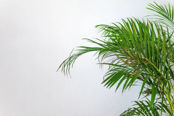 Areca Palm, Chrysalidocarpus lutescens em uma sala branca pálida com espaço de cópia — Fotografia de Stock