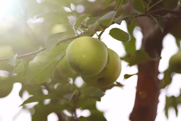 Green Peaches Background Discover Nature Healthy Lifestyle Stock