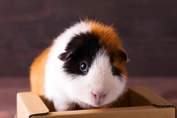 Teddy tengerimalac hegymászás a dobozban előtt sötét kő háttér — Stock Fotó