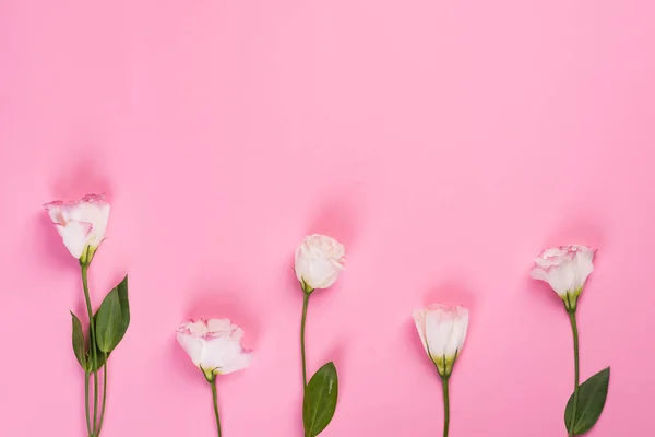 Flores de eustoma rosa em um fundo rosa com espaço de cópia. Flat lay estilo — Fotografia de Stock