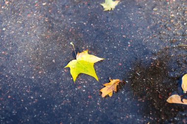 Arka plan grubu sonbahar portakal yaprakları. Açık havada yüzen sonbahar akçaağaç yaprağı