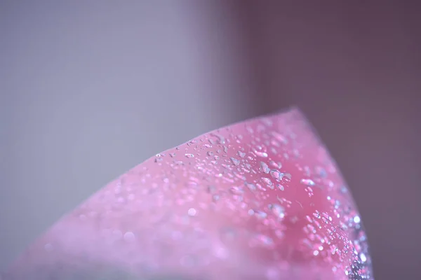 Wet transparent polyethylene film with droplets of water . Rainy background. Ultra violet background tones backdrop.