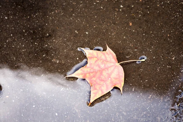 Hintergrund Gruppe Herbst orange Blätter. schwimmendes Herbst-Ahornblatt im Freien — Stockfoto