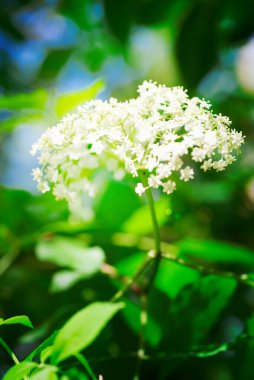 Yeşil mavi renklerin bulanık arka planında taze, çiçek açan bir dal. Görüntüyü kapat.
