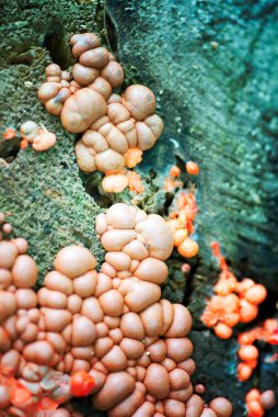 Ağaç kabuğunda mantar yetiştirmenin doğal arkaplanı..