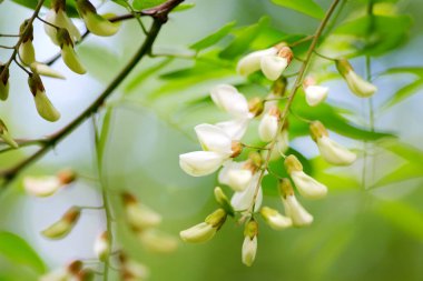 Bahçede ya da parkta yetişen taze beyaz akasya çiçekli doğal odaksız arka plan..