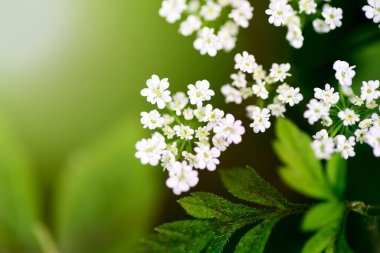Bulanık yeşil yaprakların arka planında, yaz günü taze yetişen, küçük, narin bahçe çiçekleri..