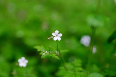 Bulanık yeşil yaprakların arka planında, yaz günü taze yetişen, küçük, narin bahçe çiçekleri..