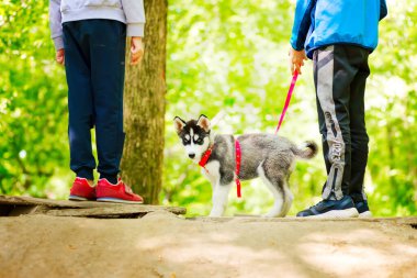 Sibirya 'nın küçük Husky cinsi köpeğiyle parklarda dolaşan çocuklar. Karantina döneminde tek başına açık hava faaliyetleri