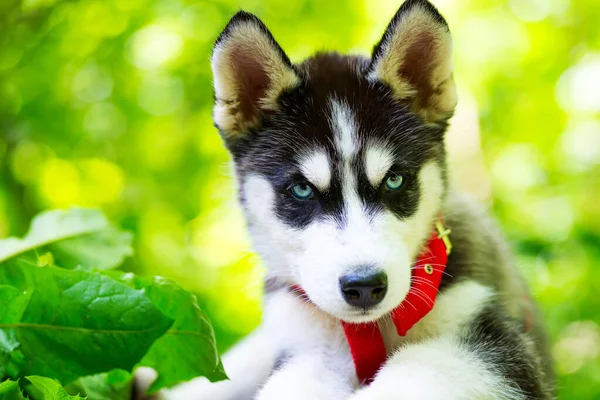 シベリアの小さなハスキーの品種の犬は、山の緑の芝生の上に紐で横たわっています — ストック写真