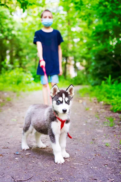 近くの公園を歩いている医療用マスクの少年シベリアの小さなハスキーの品種の犬。隔離期間中の屋外活動 — ストック写真