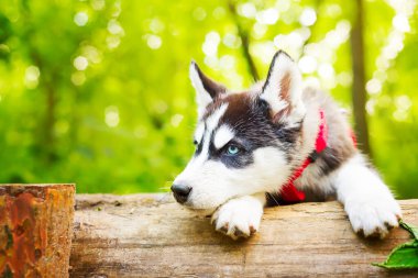Sibiryalı küçük Husky cins köpeği ormanda yeşil çimlerin üzerinde tasmayla yatıyor.