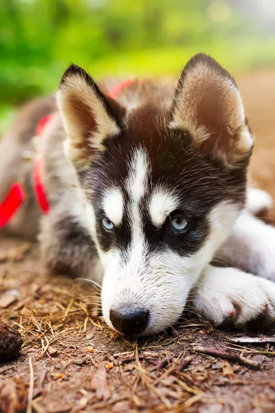 シベリアの小さなハスキーの品種の犬は、山の緑の芝生の上に紐で横たわっています — ストック写真