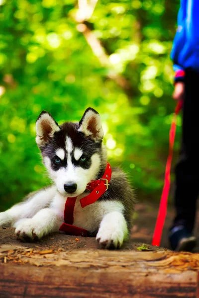 Petit chien de race Husky de Sibérie se promène dans les bois avec un garçon — Photo