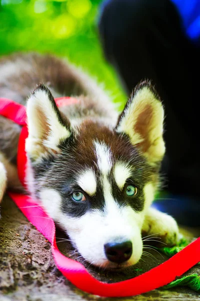 シベリアの小さなハスキーの品種の犬は 山の緑の芝生の上に紐で横たわっています — ストック写真