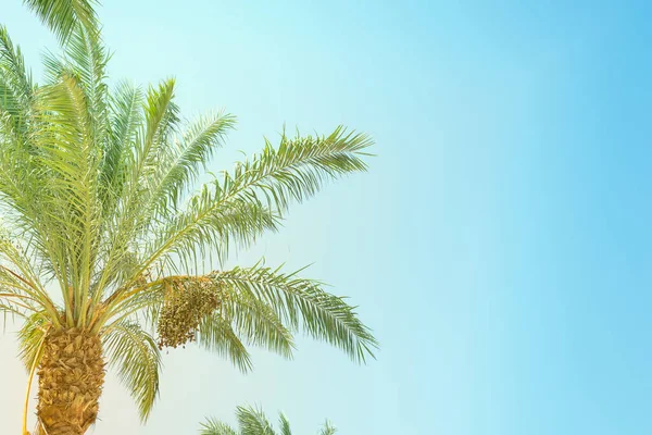 Folhas de palmeiras verdes tropicais naturais e céu . — Fotografia de Stock