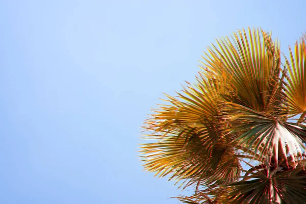 Природні тропічні глюки зелені пальми листя і небо . — стокове фото