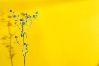 Dekoratif arkaplan, sarı bir zemin üzerinde doğal kuru devedikeni dalı, gölgeler ve kopyalama alanı. Üst Manzara. Cadılar Bayramı konsepti.