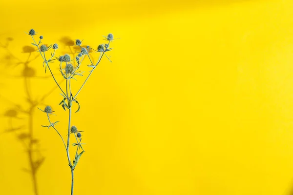 Διακοσμητικό Σκηνικό Φυσικό Ξηρό Γαϊδουράγκαθο Κίτρινο Φόντο Σκιές Και Αντιγραφή — Φωτογραφία Αρχείου
