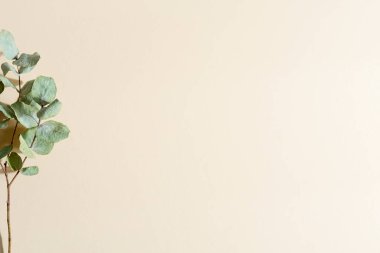 Doğal kuru okaliptüs dalından dekoratif bitki sınırı. Fotokopi alanı olan pastel bej bir arka planda. Üst Manzara. Tebrik kartı.