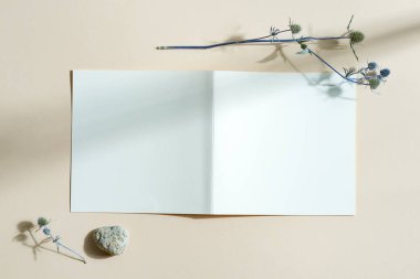 Metin için iki katlı boş sahte kağıt broşürleri, dekore edilmiş doğal kurutulmuş eryngium alpinyum fabrikası ve bej arka planda gölgeli küçük bir taş, kopyalama alanı.