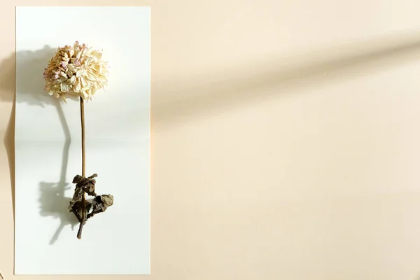 파스텔 베이지의 배경에 그림자가 공간이 접이식 카드에 창조적 인사말의 나막신 — 스톡 사진