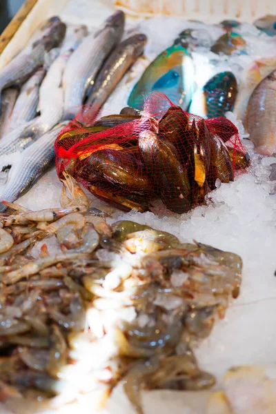 新鮮な天然の未調理の魚 軟体動物を氷のカウンターの背景に コピースペースが異なる魚市場のクローズアップビュー 海の珍味 — ストック写真