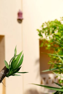 Taze tropik palmiye yaprakları ve açık bej renkli bir binanın arka planındaki yeşil çalılar güneşli bir günde, boşluğu kopyalayın..