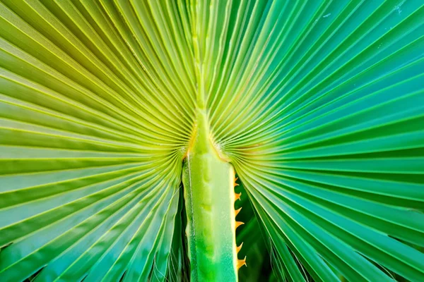 有创意的绿色植物自然背景来自热带棕榈叶的宏观纹理 可以用来发挥你的创造力 — 图库照片