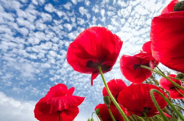 Amapolas Rojas Maíz Contra Cielo Azul Primaveral Texas — Foto de Stock