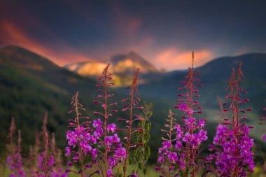 Gün batımında canlı pembe-mor ateş otu