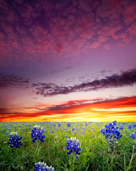 开阔的草地 在五彩斑斓的黎明的天空下 长满了无数的蓝刺网 — 图库照片