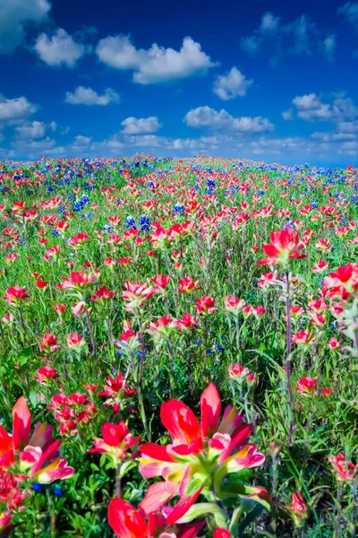 靠近埃尼斯 的Bluebonnets和Indian Paintbrush Wildflowers领域 — 图库照片