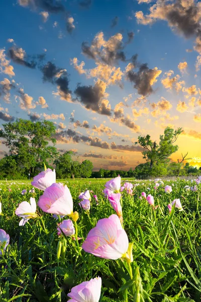 春天的一天 湖面上美丽的粉色野花 — 图库照片