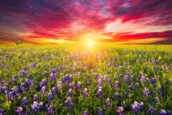 Bluebonnets Girasoli Rurali Del Texas All Alba — Foto Stock