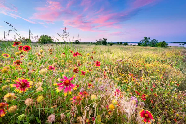 Coloridas Flores Silvestres Texas Luz Del Amanecer — Foto de Stock